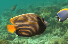 majk