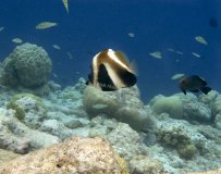 majk