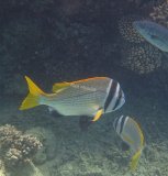 majk