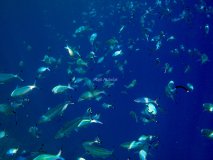 majk