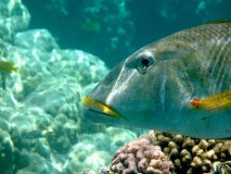 majk