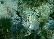 majk