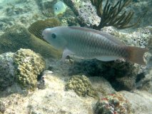 majk