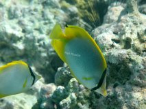 majk